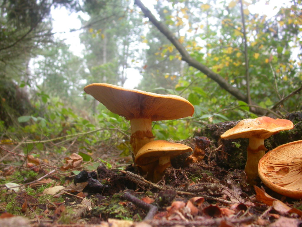 mushrooms toadstools
